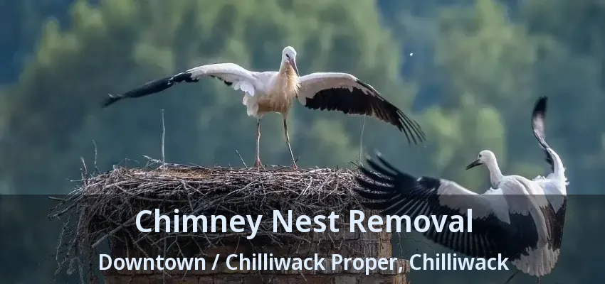 Chimney Nest Removal Downtown / Chilliwack Proper, Chilliwack - BC